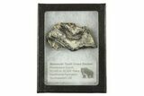 Mammoth Molar Slice With Case - South Carolina #291235-2